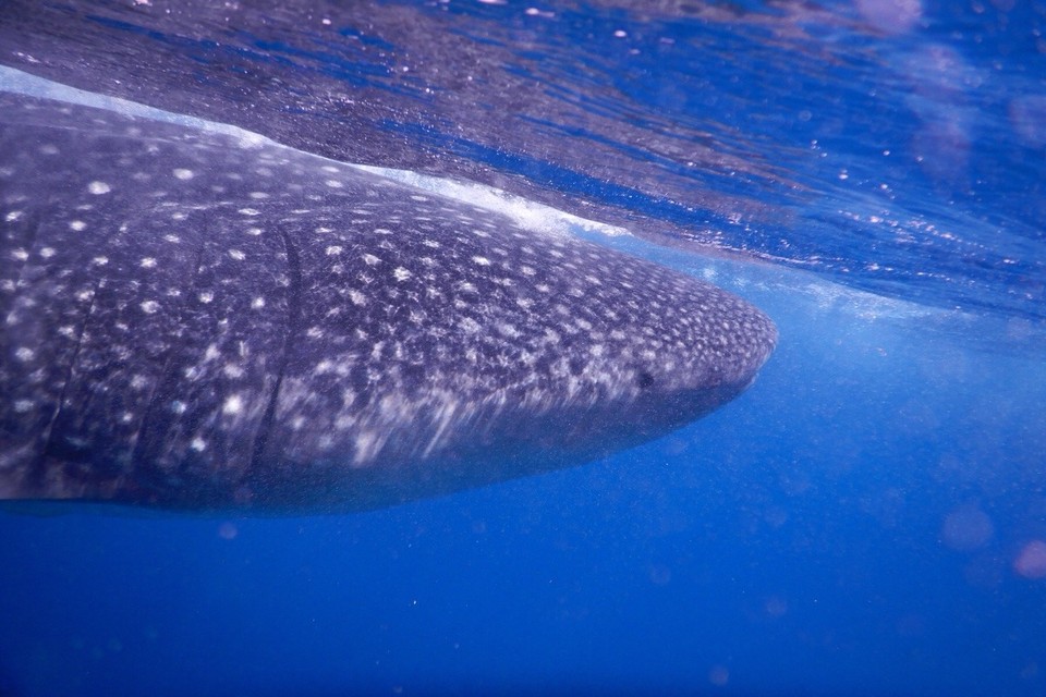 -  - .aber wir haben uns unseren Traum erfüllt und waren mit den Walhaien schwimmen 🐳🐳🐳 wow, beeindruckend diese Tiere