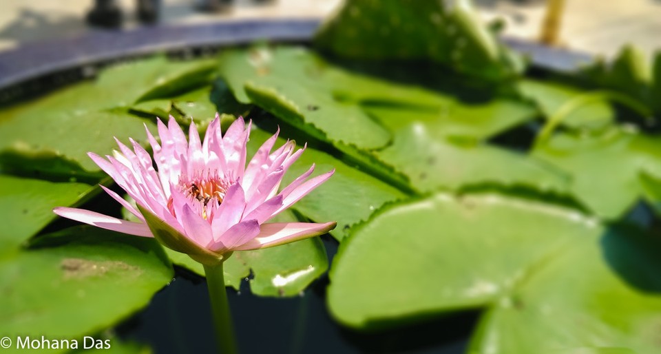 Thailand - Bangkok - A lone lotus at the Grand Palace