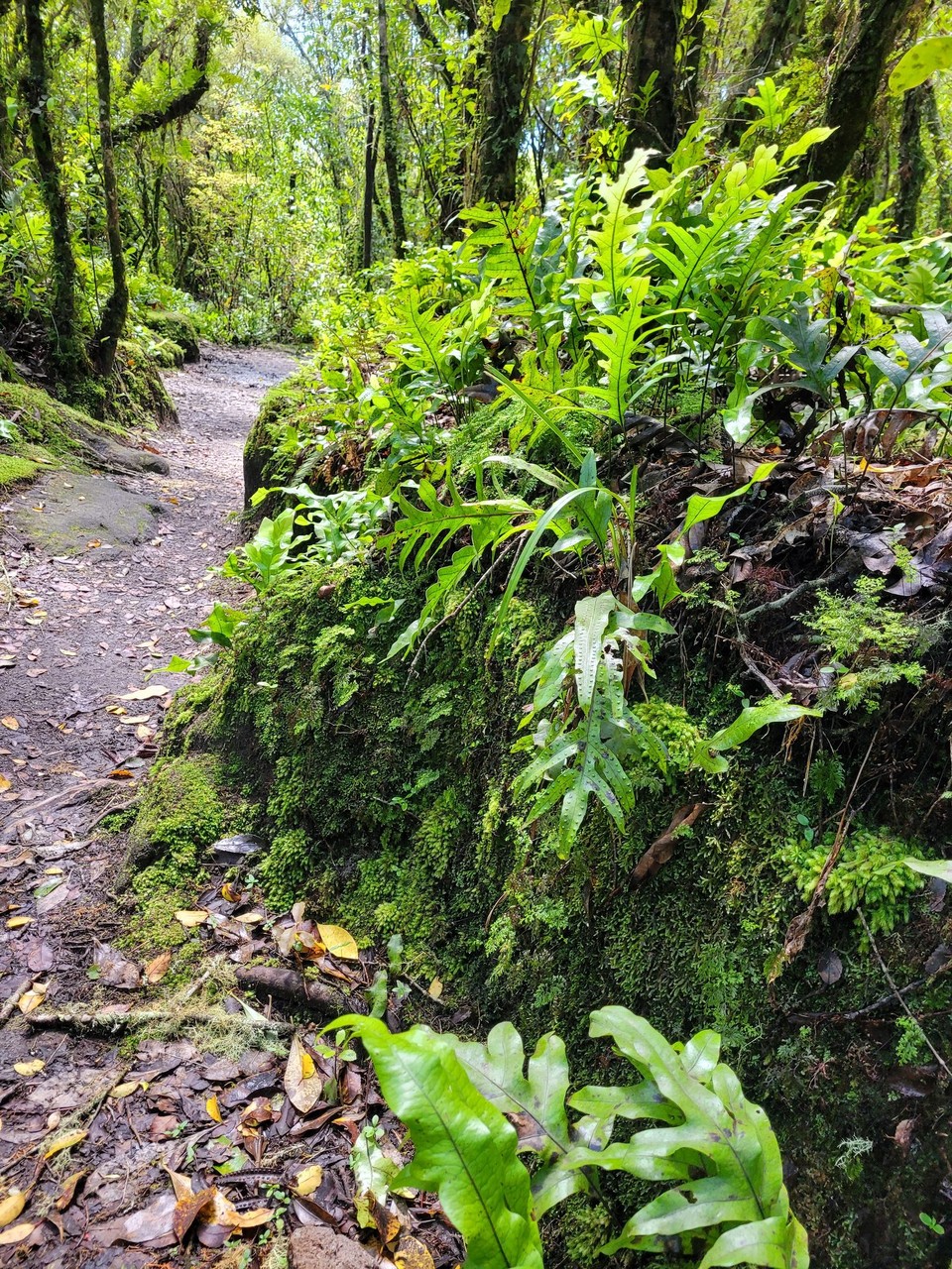 Neuseeland - Rotorua - 