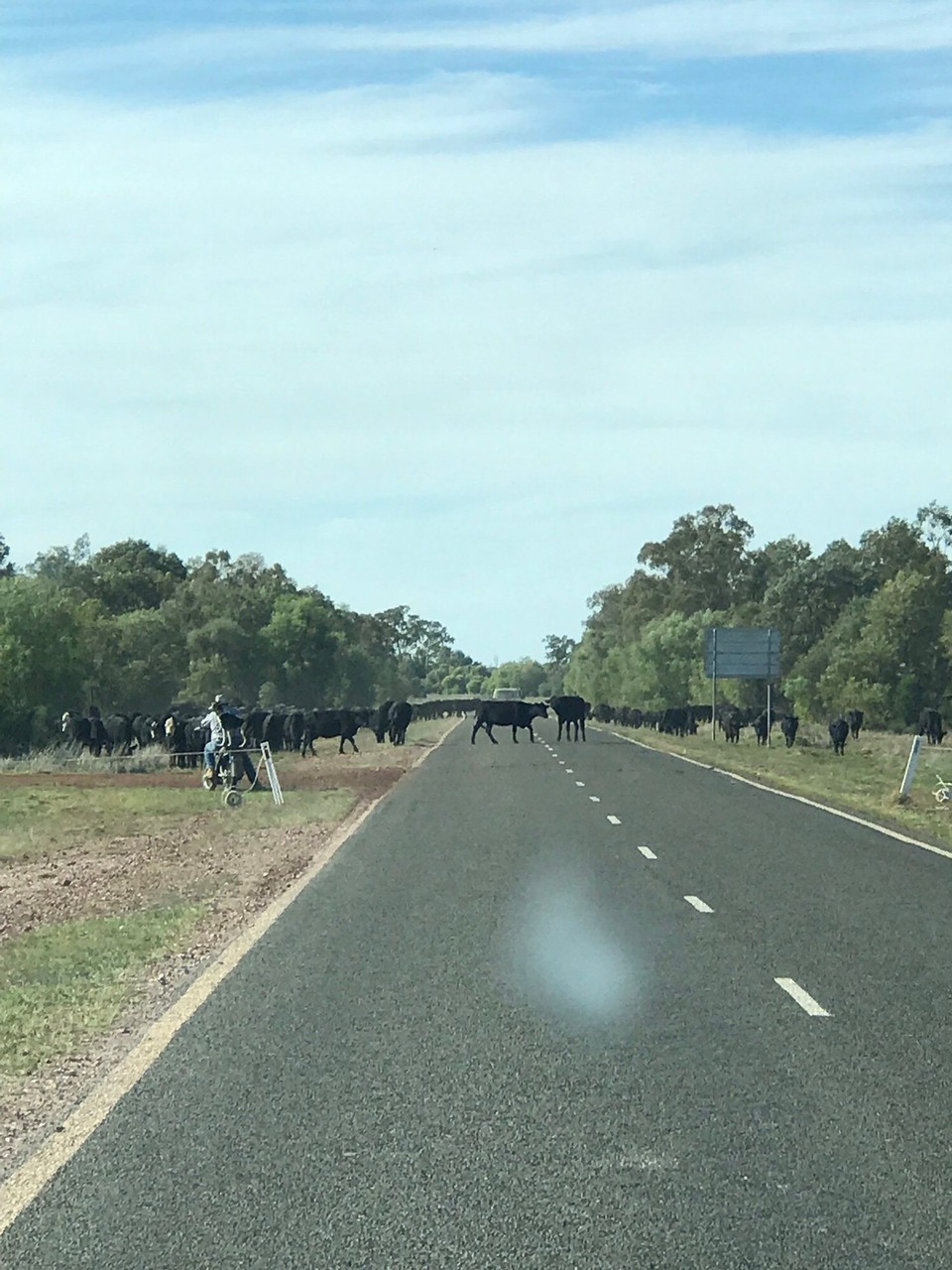 Australia - St George - Mooooove!
