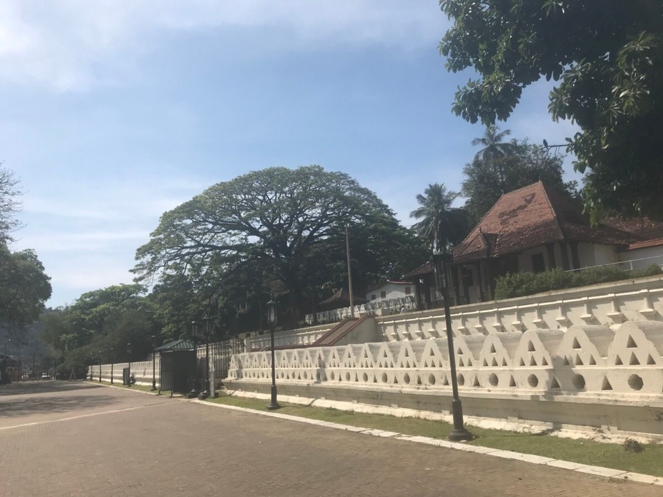 Sri Lanka -  - Fand den 🌳 so genial ...