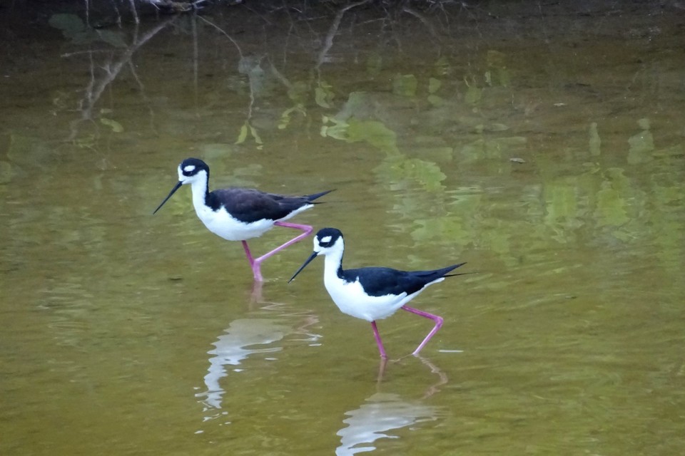 Ecuador - Isabela Island - Black necked stilts (in unison)