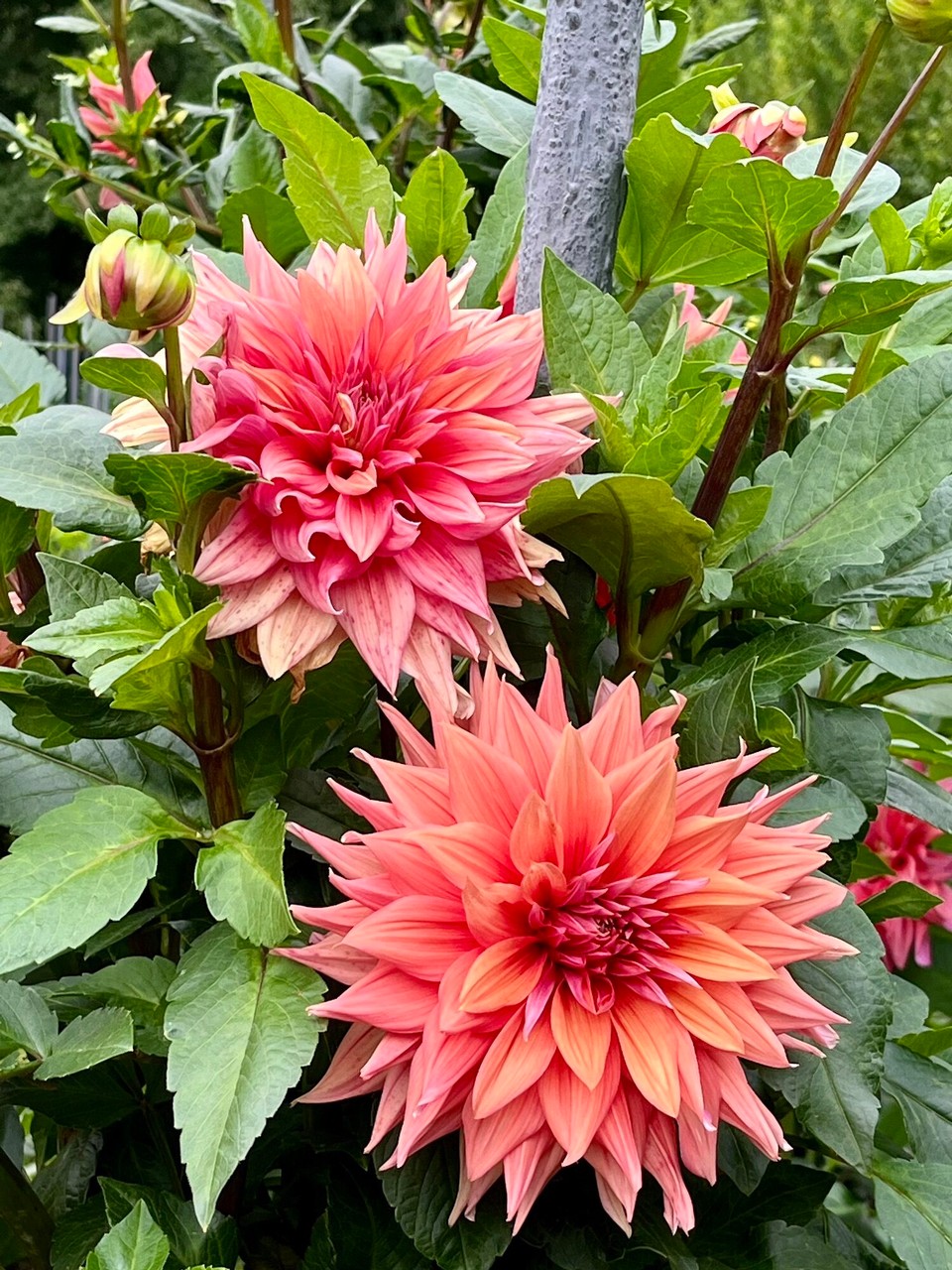 Italien - Verbania - 