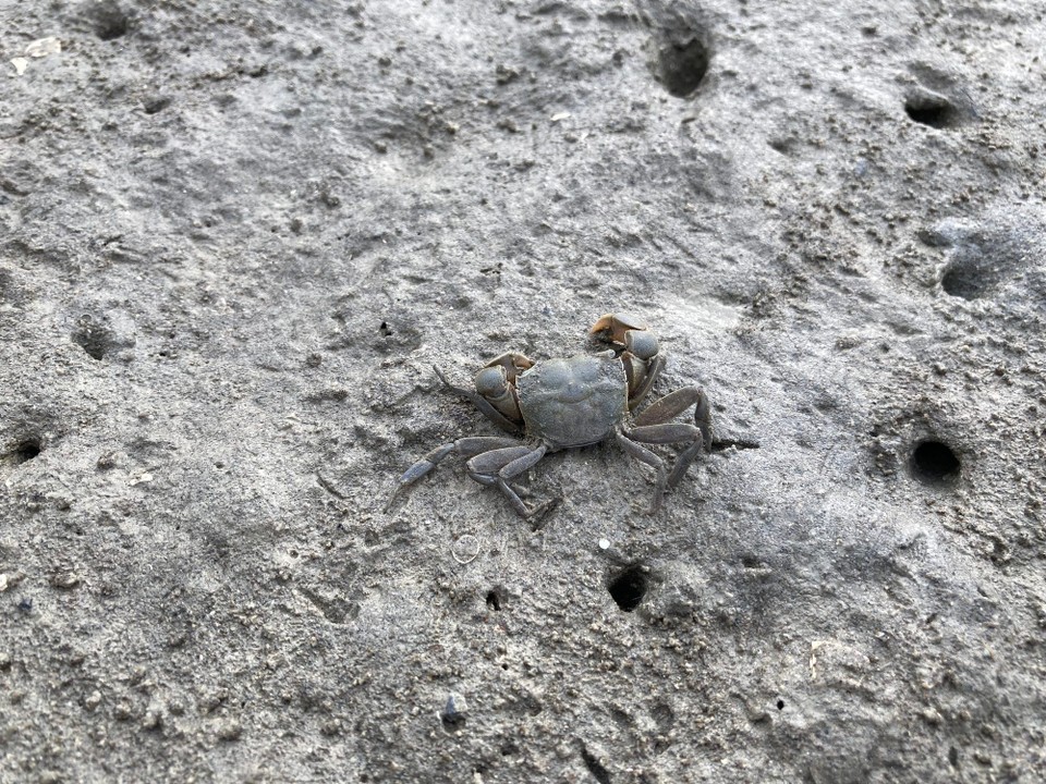 Neuseeland - Manutuke - Der kleine ist leider schon hinüber, aber seine Familie wuselte nur so vor uns herum