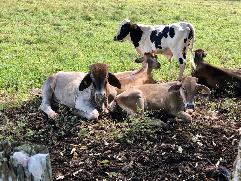 Dominikanische Republik - Miches - Landwirtschaft Dom Rep