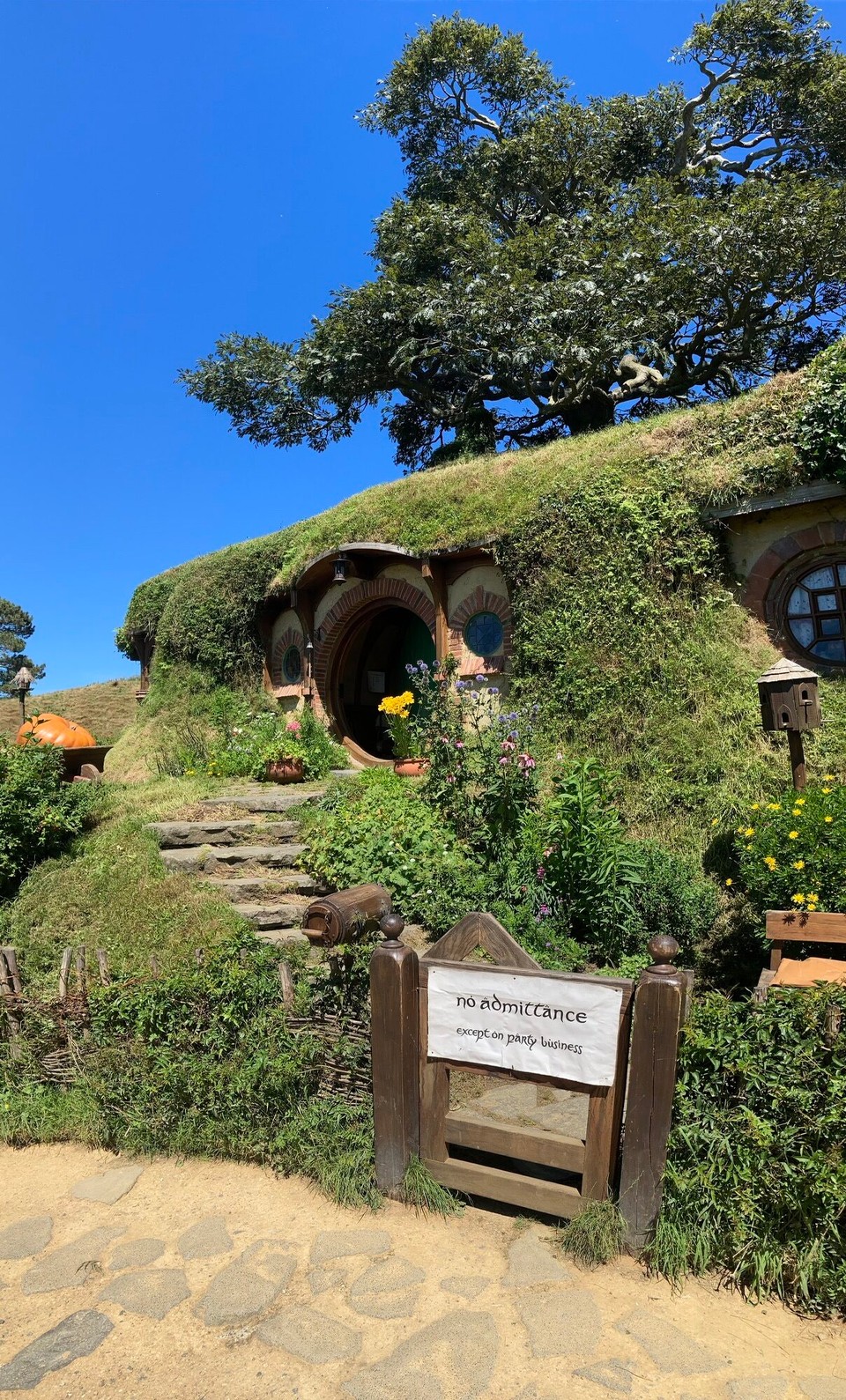 Neuseeland - Matamata - Ein künstlicher Baum musste für den Hobbit gebaut werden, na erkannt?