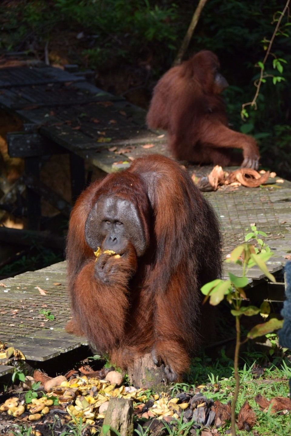 Malaysia - Kuching - 