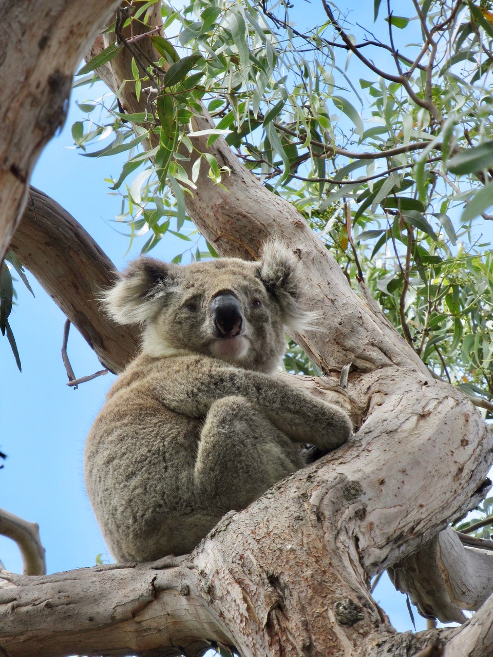 Australien - Raymond Island - Ab und zu wach....