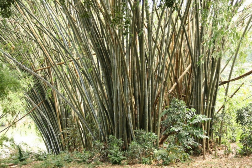 Sri Lanka - Kandy - 
