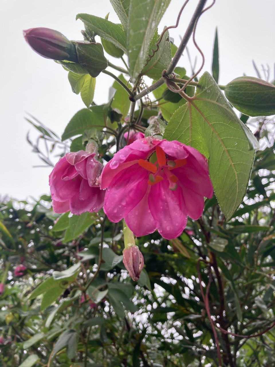 Neuseeland - Tokomaru Bay - Passionsblume …