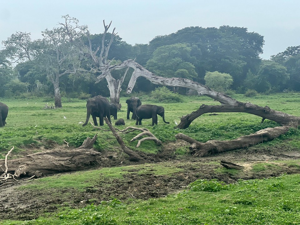 Sri Lanka -  - 