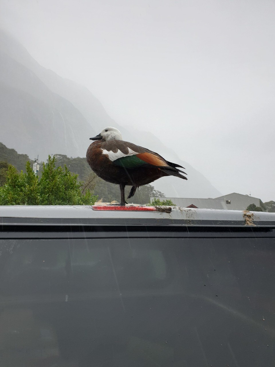 Neuseeland - Te Anau - 