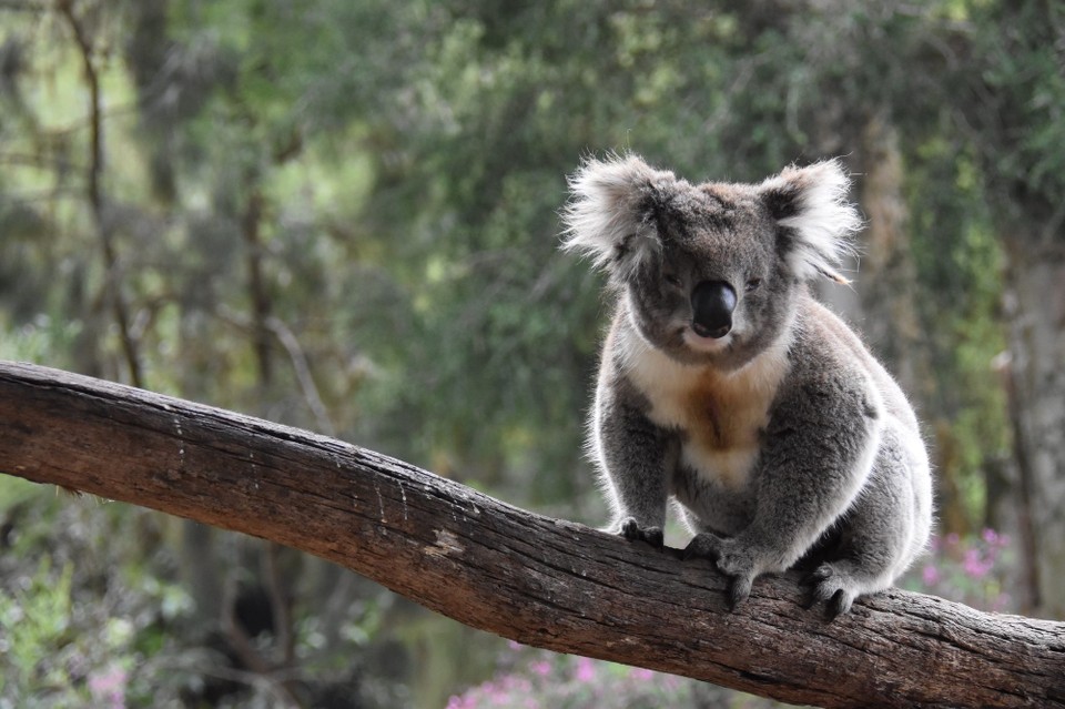 Australien - Healesville - Fit in den neuen Tag, gestern Abend haben wir uns umentschlossen. Dort ins Gebirge wo wir hinwollten, wurde eine Unwetter Warnung mit Überflutungen ausgelöst und die Routen geschlossen.
