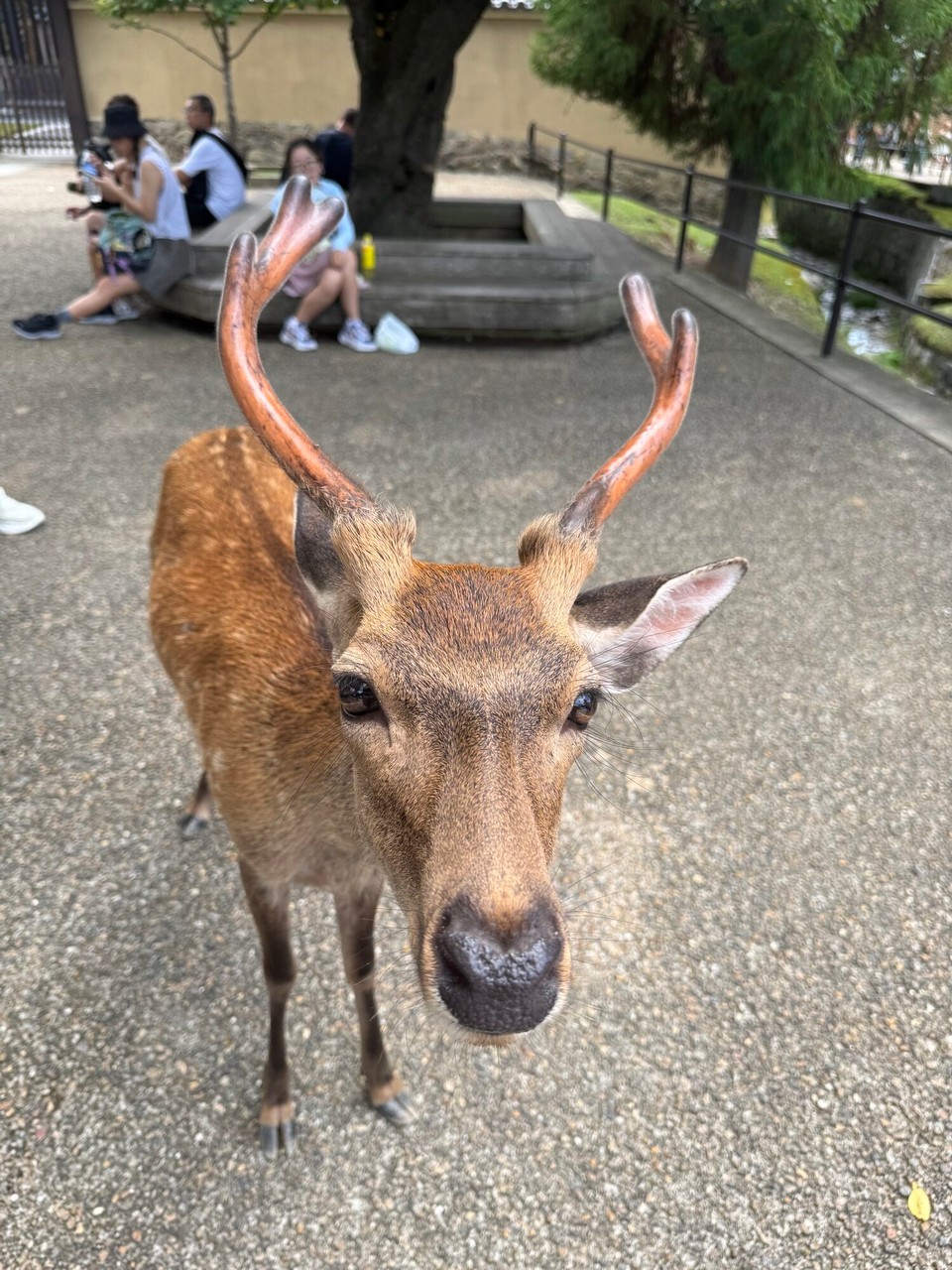Japan - Koya - A Hirsch