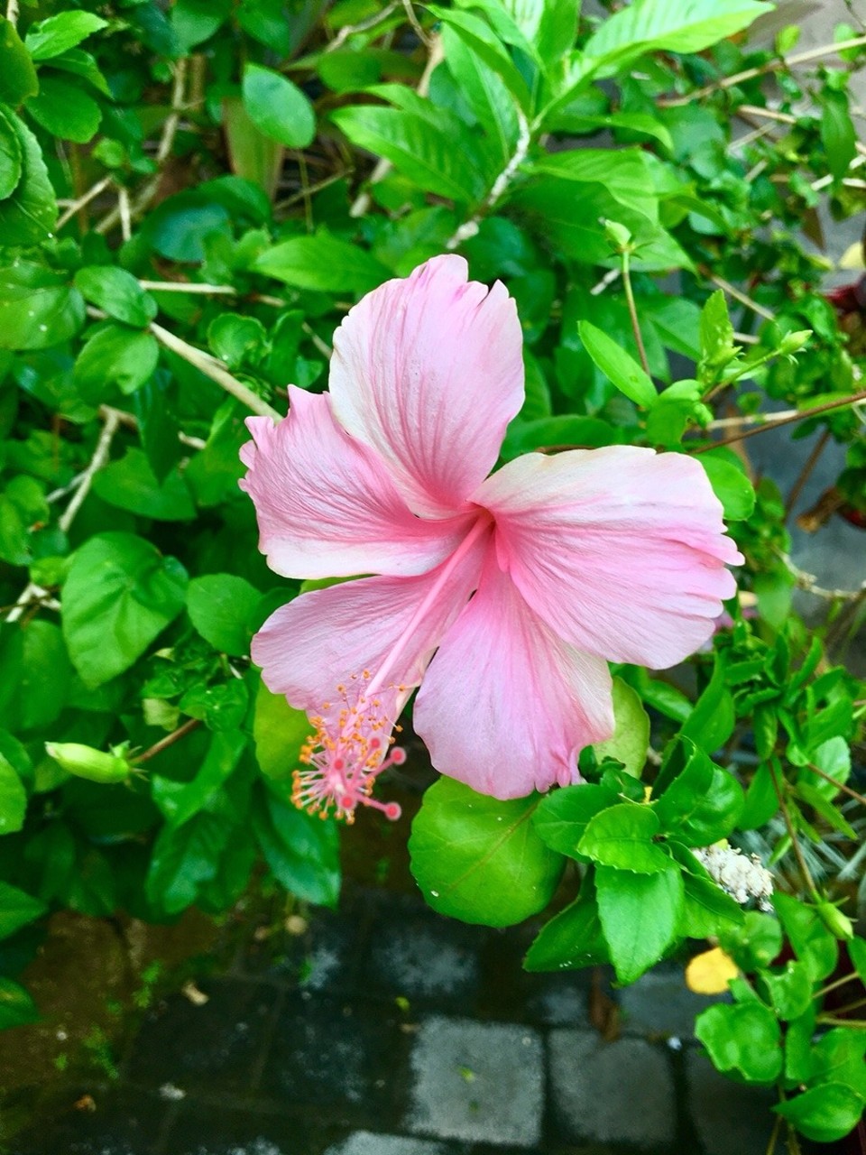 Indonesien - Badung - 