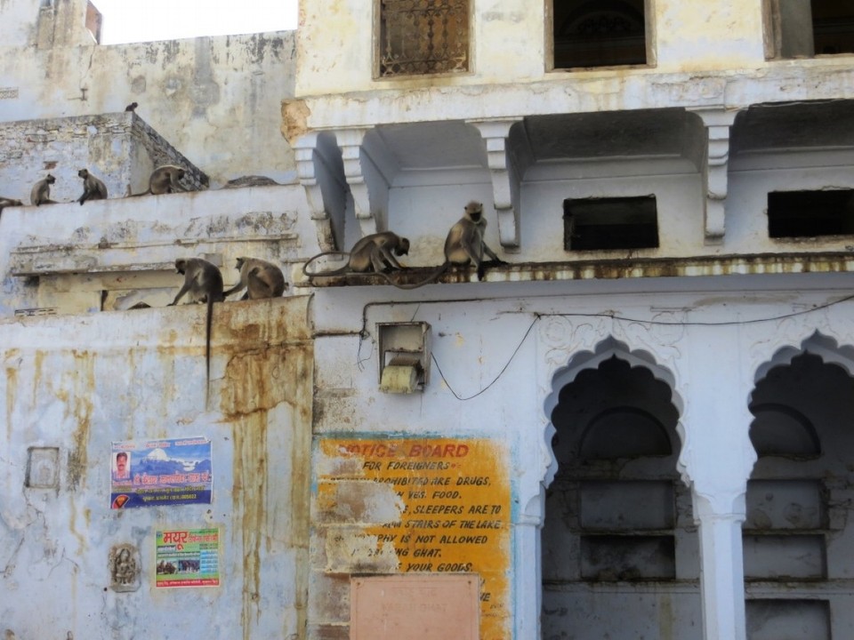 India - Pushkar - 