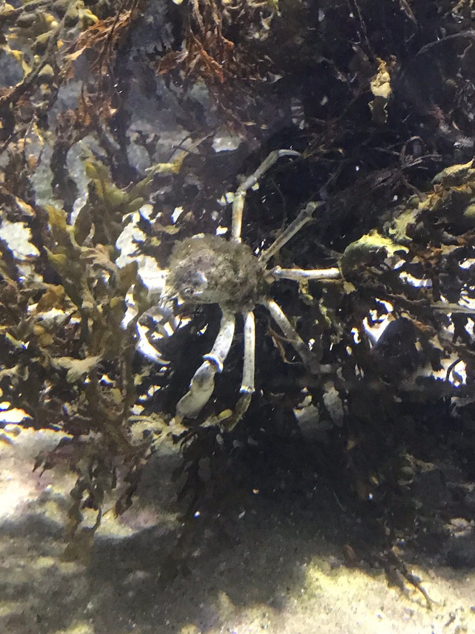 Vereinigtes Königreich - Huntly - Chli näb Banff isch ds Macduff Marine Aquarium. Mit einheimische Fische, Seestärne, Anemone usw.
Die het am Vättu gfaue!