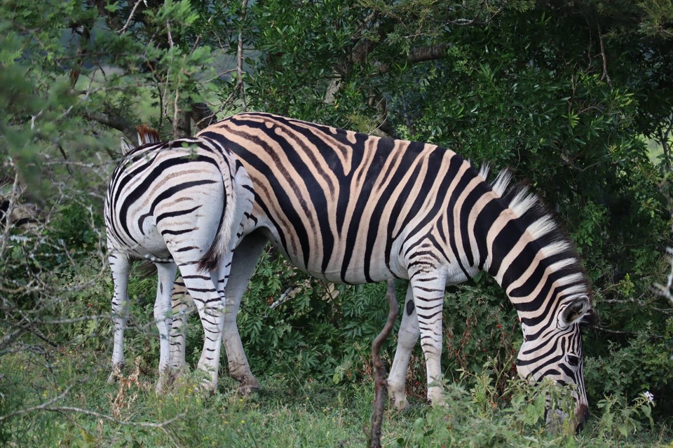 Südafrika - Durban - 