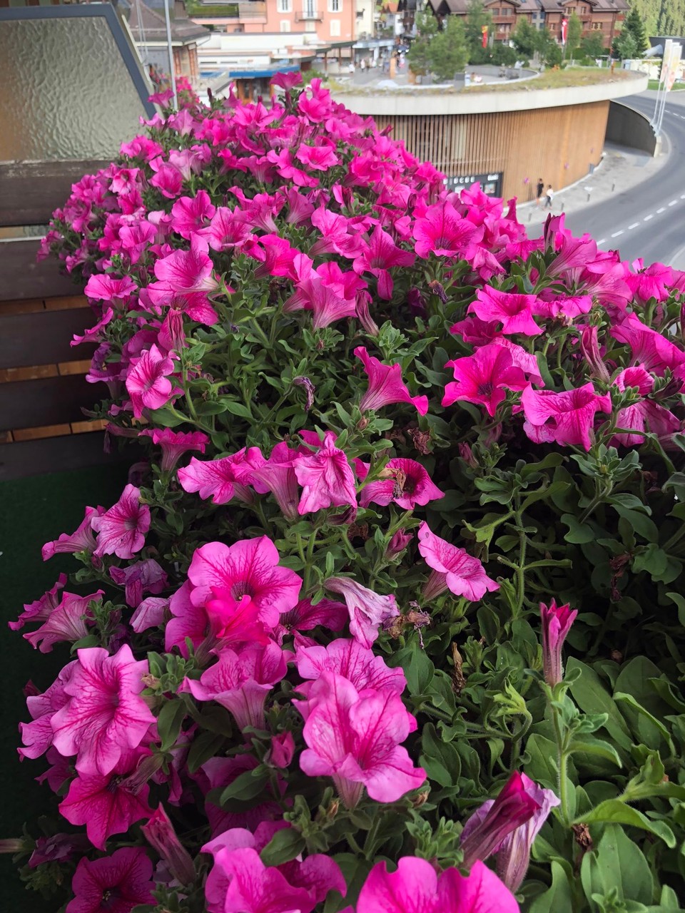 Schweiz - Grindelwald - 