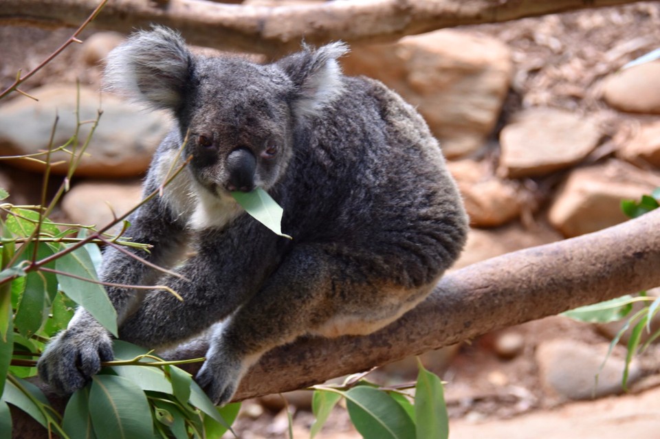 Australien - Kuranda - Überall Eukalyptus 