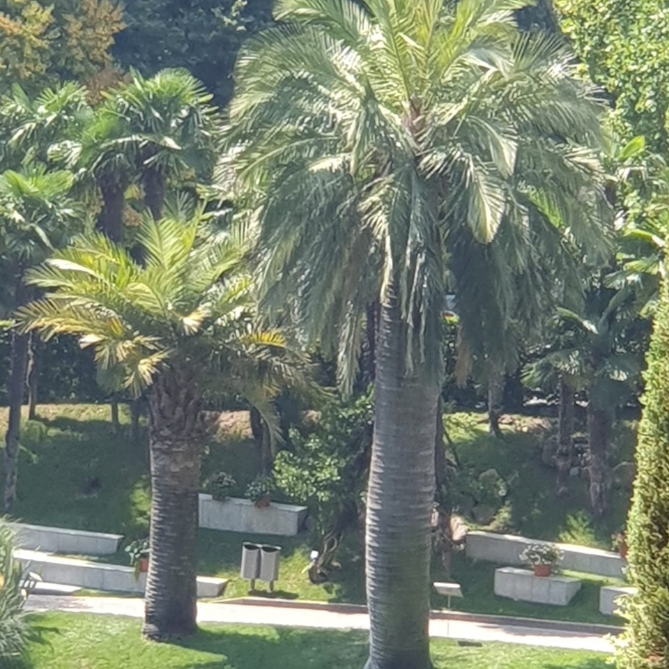 Italien - Meran - 180 Jahre alte Honigpalmen.