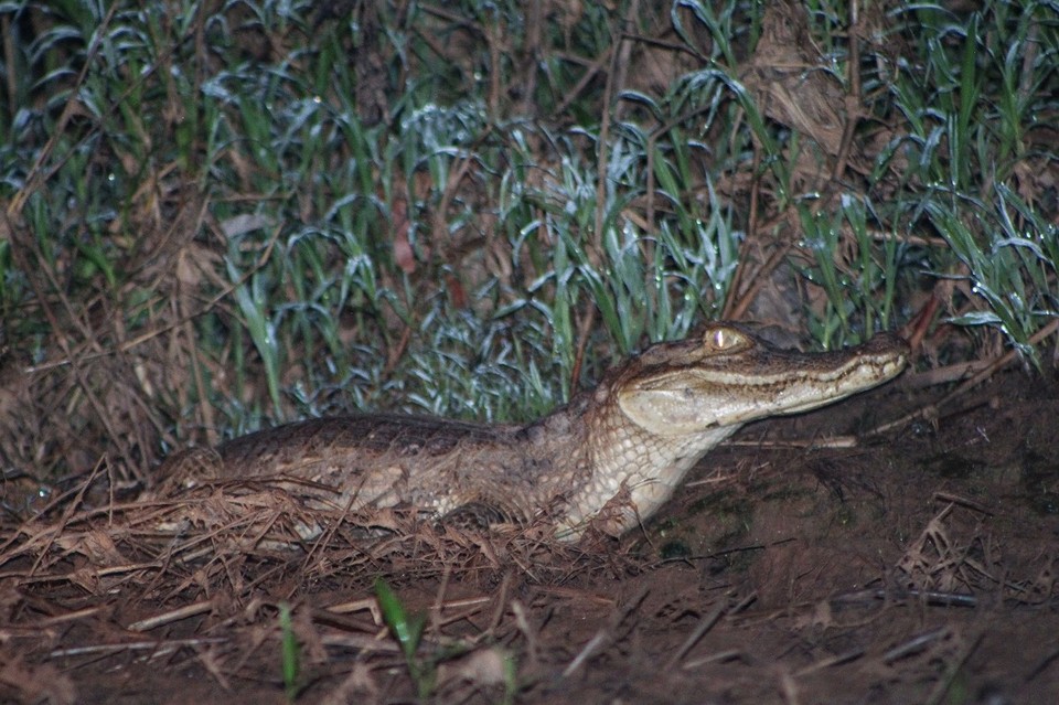 Peru - Puerto Maldonado - am Abend: Cayman Spoting