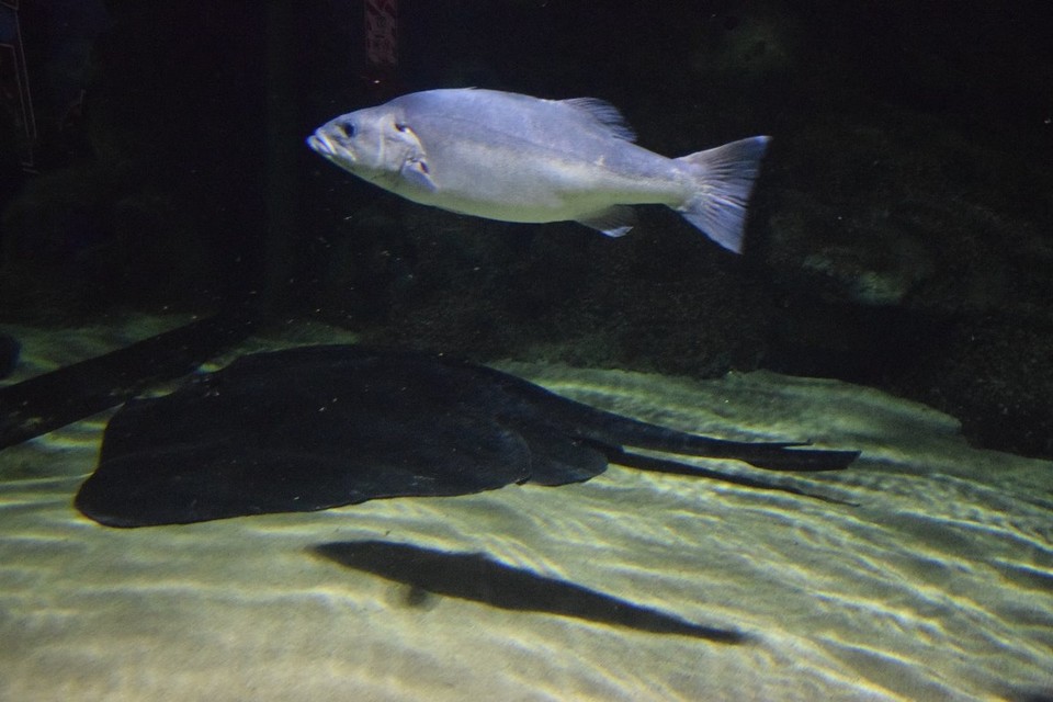 Neuseeland - Auckland - Ein Stachelrochen am Boden des Aquariums