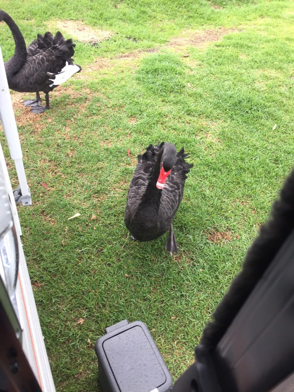 Australia - Lakes Entrance - Found out Stevie's fear...swans!! Had him bailed up and they wouldn't let him out of van !!