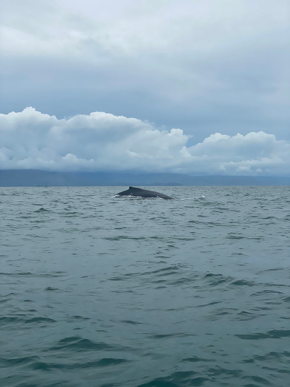 Costa Rica - Osa - Da aktuell Walsaison ist wurde zunächst mit einer Whale Watching Tour gestartet 🐳 Dabei sind wir den Riesen ganz schön nah gekommen und konnten sowohl eine Mama mit Baby als auch einige männliche Wale beobachten. 
