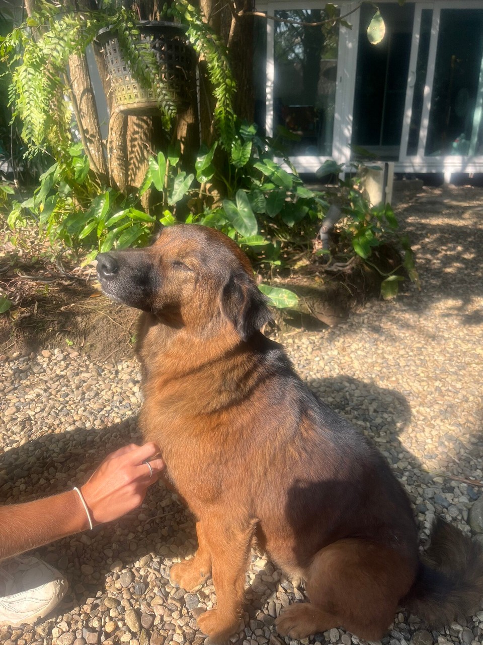 Thailand - Mueang Chiang Mai - The cutest doggo enjoying all the attention at the cooking school - he must get fed well!:) 