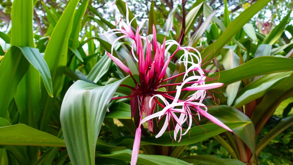 USA - Honolulu - 