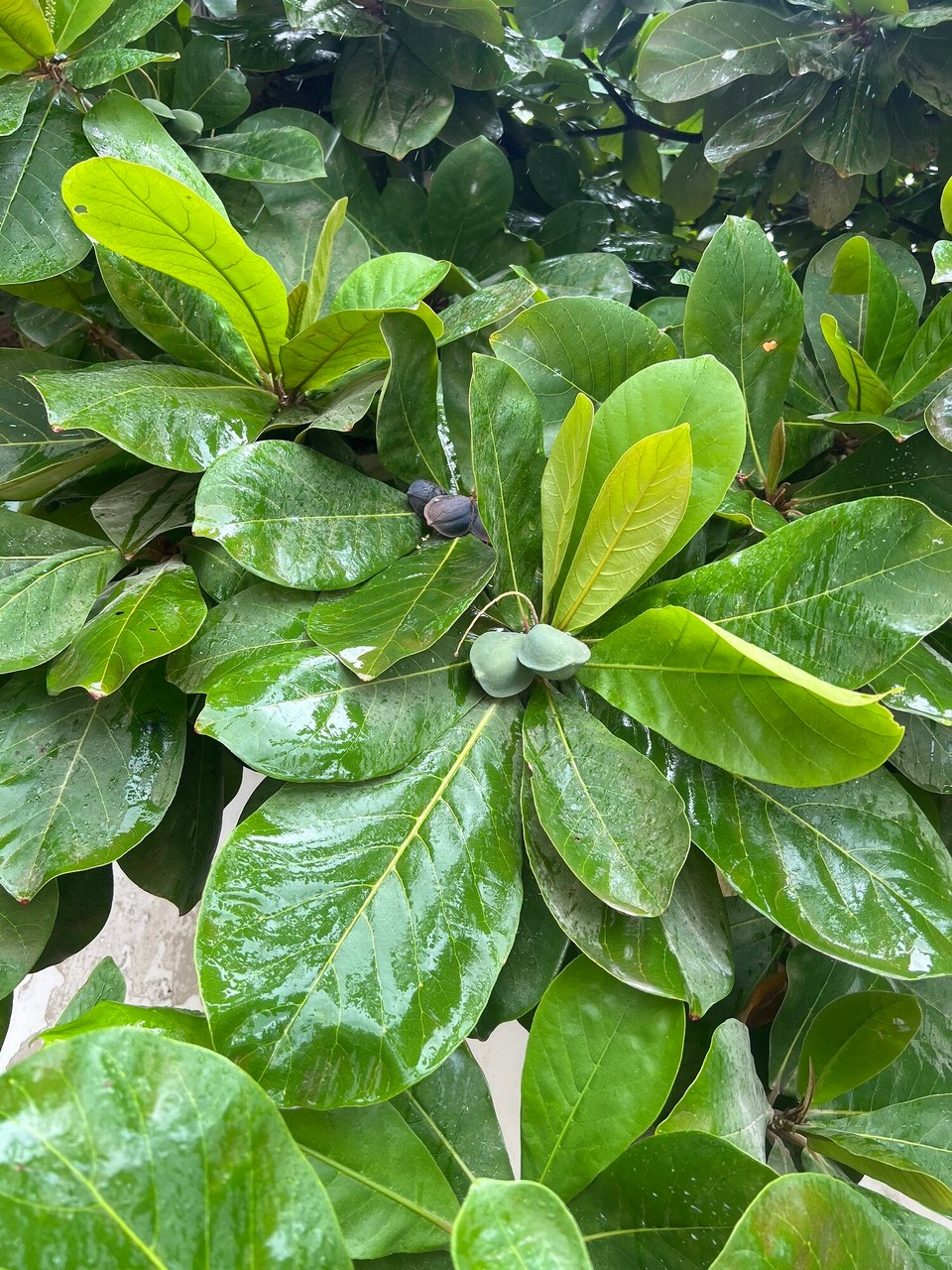 Tansania -  - 