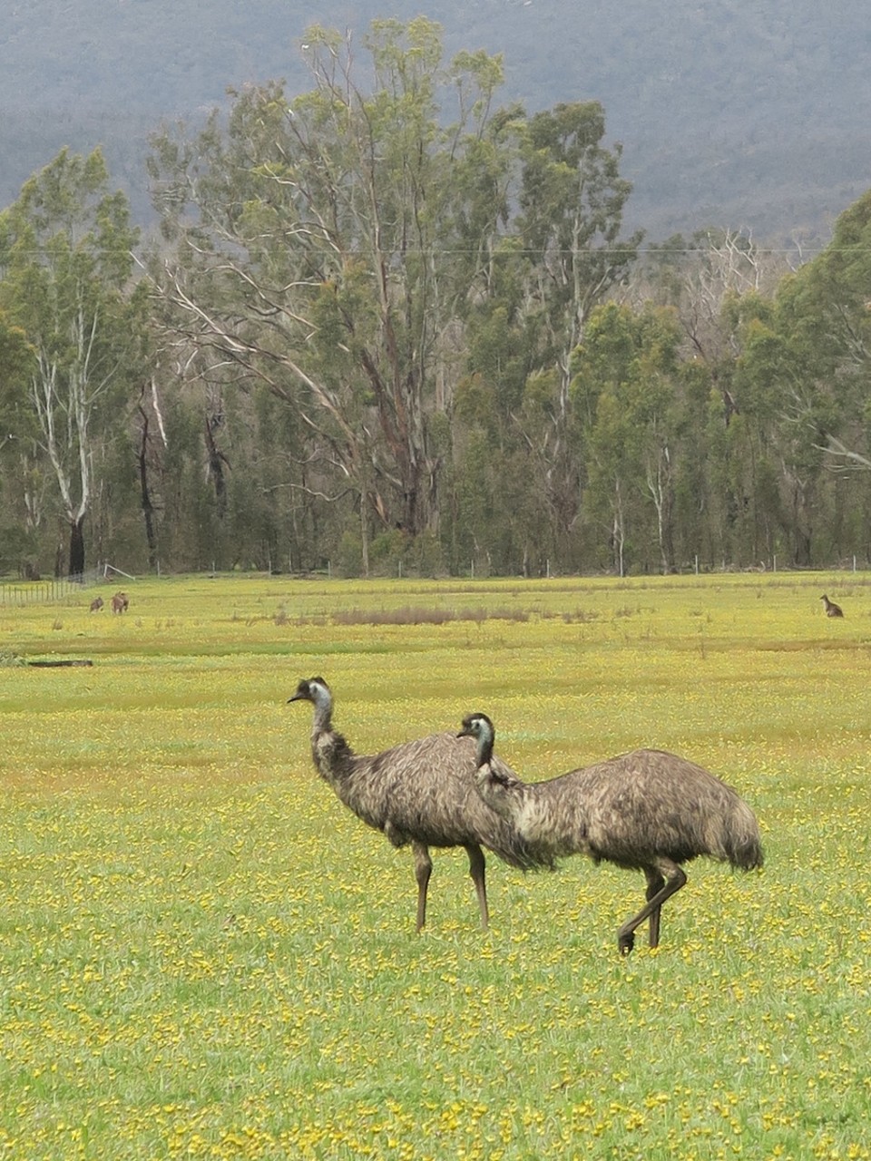 Australia - Grampians - Couple d'émeu