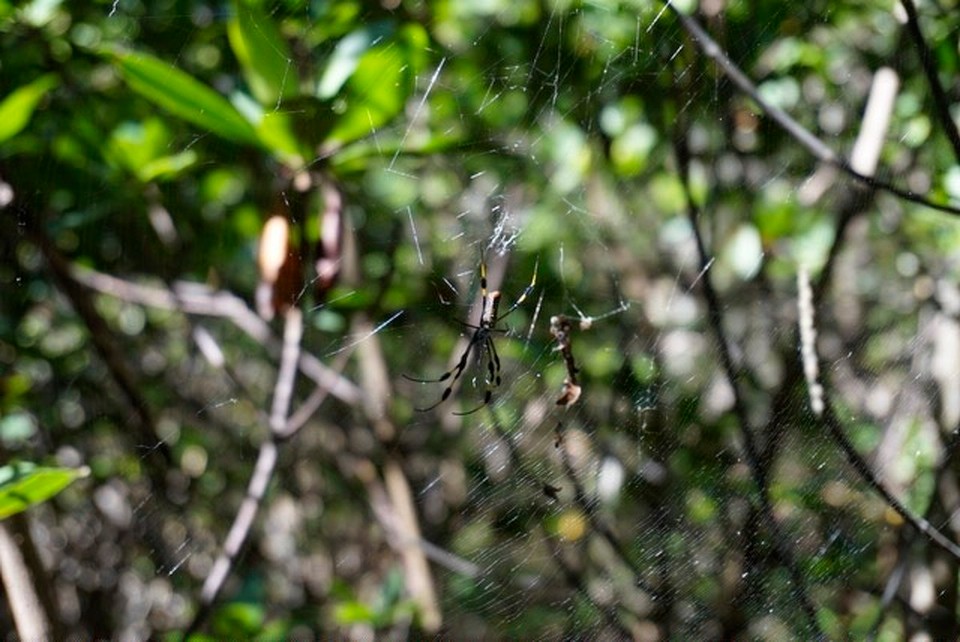  - Gumbo Limbo Nature Center - 