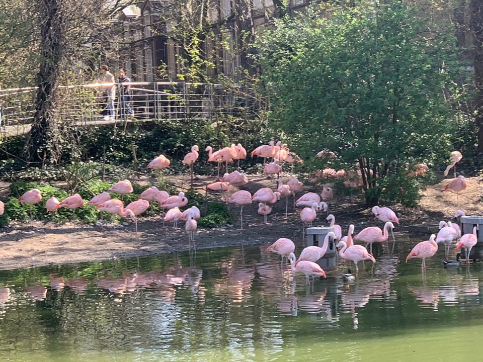 Netherlands - Amsterdam - 