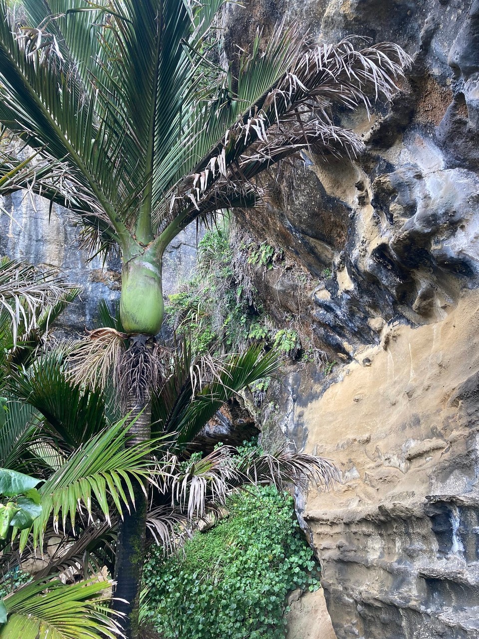 Neuseeland - Paparoa National Park - 