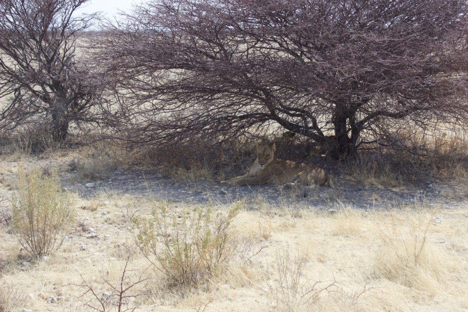 Namibia - Etosha National Park - 