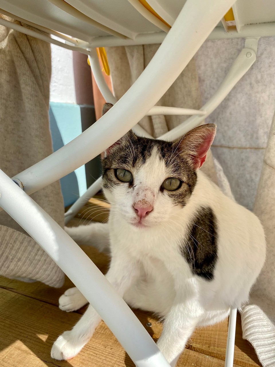 Portugal - Aljezur - Mr. White ist kurz darauf schnurstracks an uns vorbei ins Hochbett gewieselt.