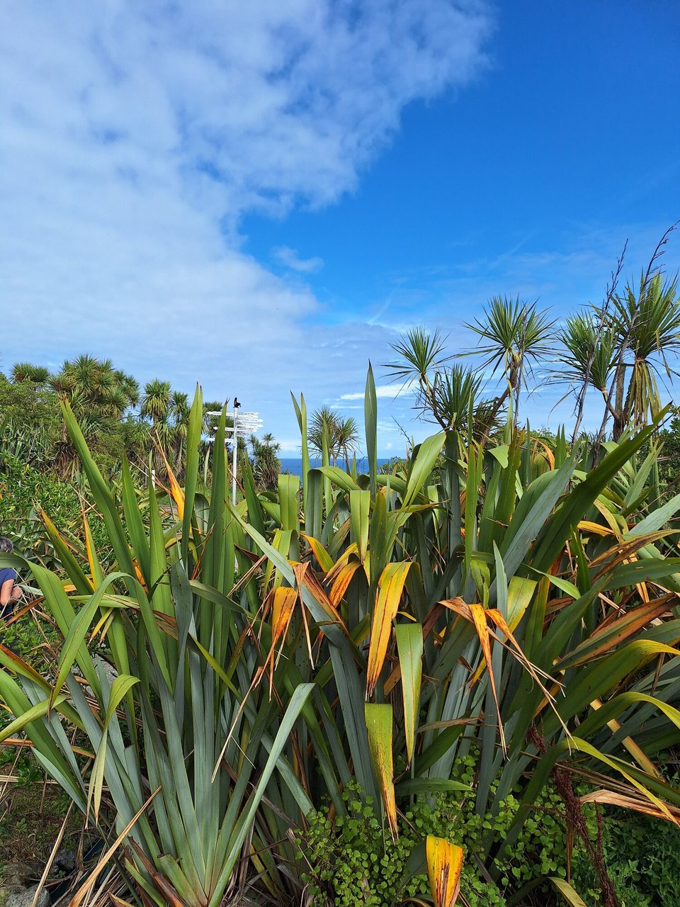 Neuseeland - Cape Foulwind - 
