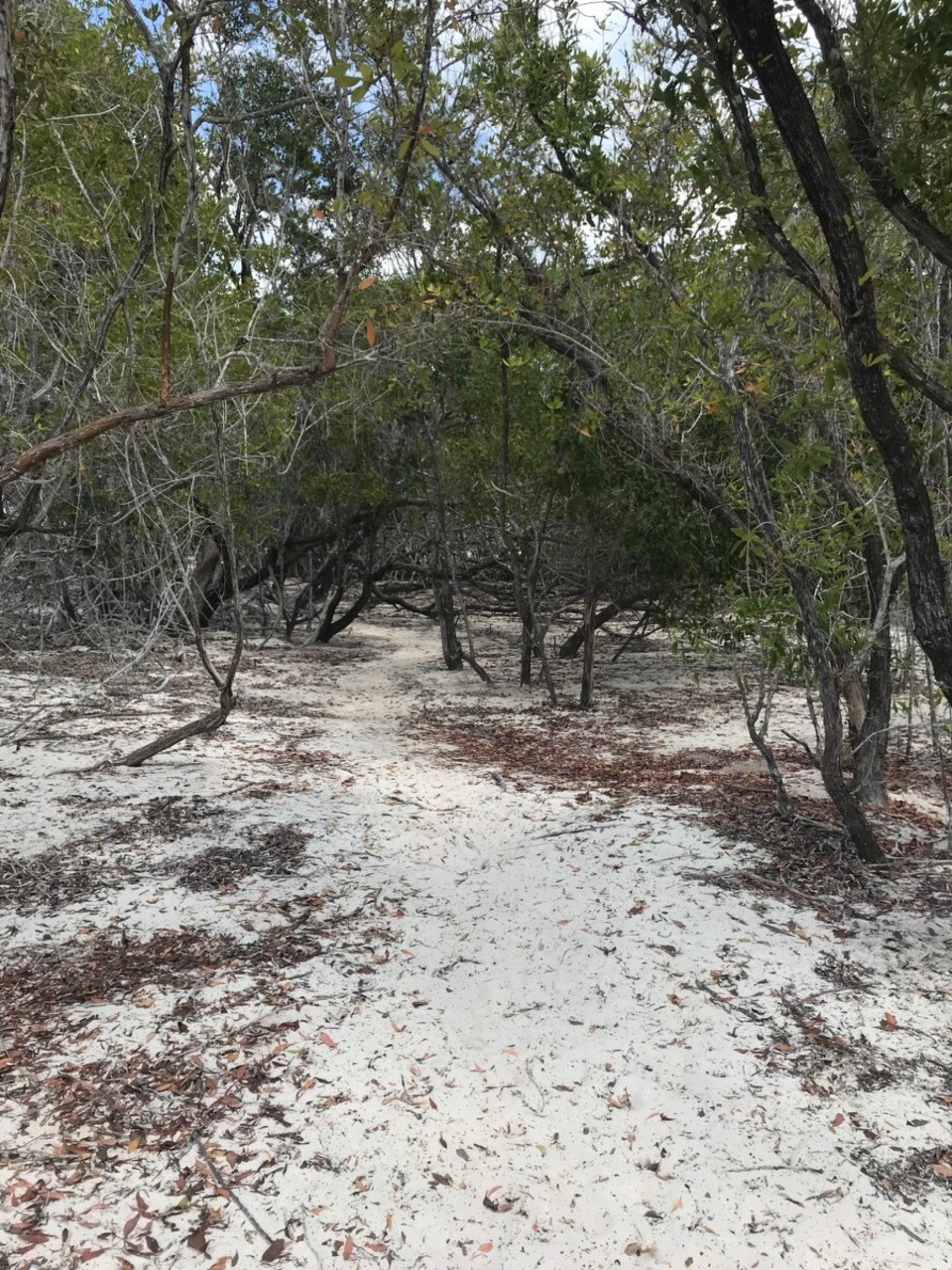 Kuba -  - Der Weg zum Traumstrand 🚶🏻‍♀️