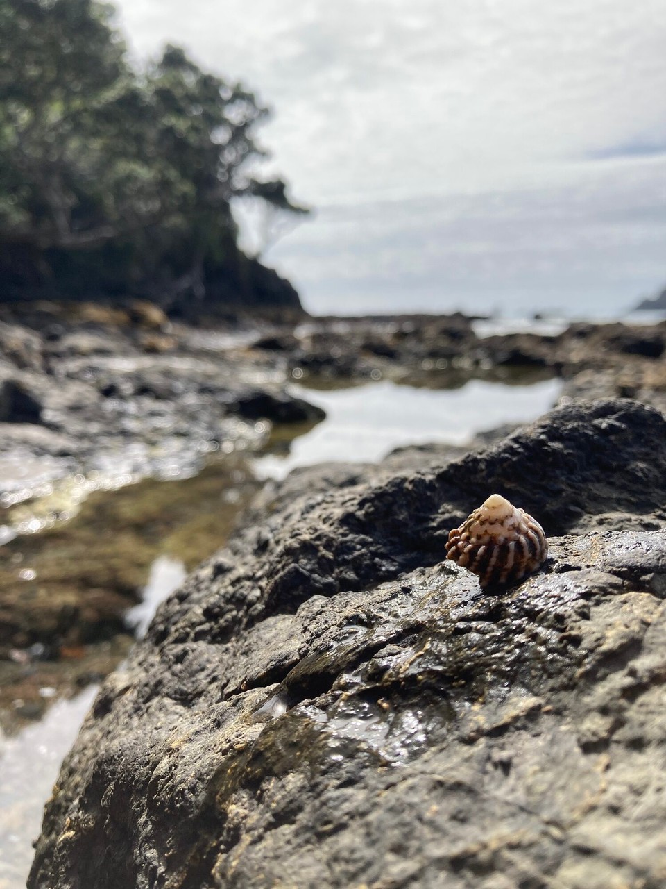 Neuseeland - Hikurangi - 