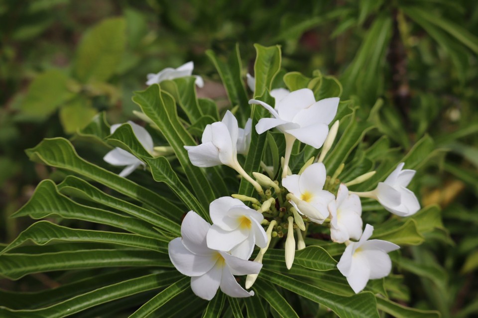Französisch-Polynesien -  - 