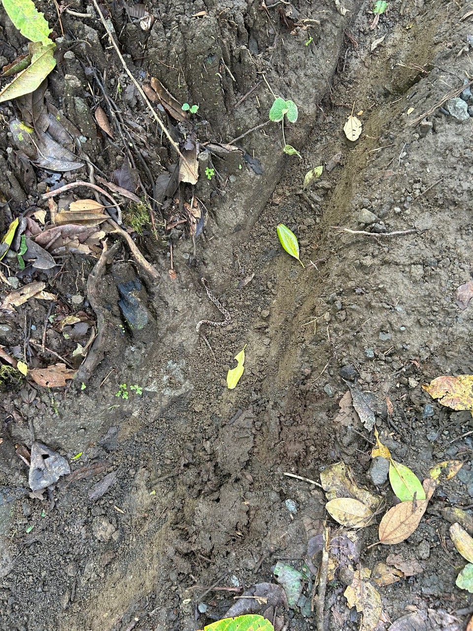 Costa Rica - La Fortuna - 