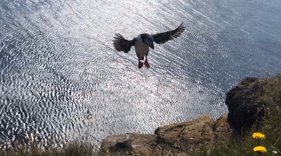 Island -  - „Papageientaucher können beim fliegen bis zu 400 Mal pro Minute mit ihren Flügeln schlagen, so dass die Flügel zu verschwimmen scheinen. Sie können Fluggeschwindigkeiten von fast 90 km in der Stunde erreichen.“ Da ist selbst meine Zeitlupe noch fast zu wenig für...😳😲👍