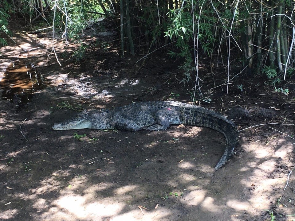 Australien - Kakadu - 