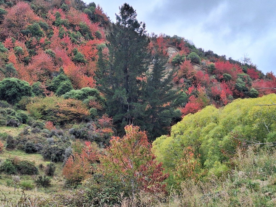 Neuseeland - Kaikoura - ...und ist so schön. 