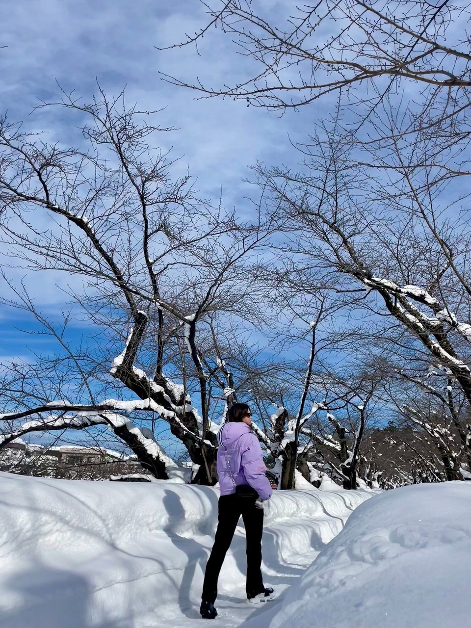 Japan - Hirosaki - 