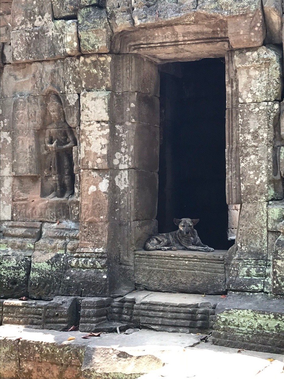 Cambodia - Siem Reap - Spot the dog...