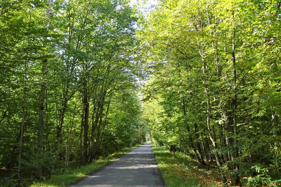 Belarus - Brest - Belovezhskaya Pushcha National Park