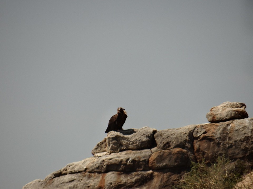 Mongolia - Ikh Nart - Siberian Vulture